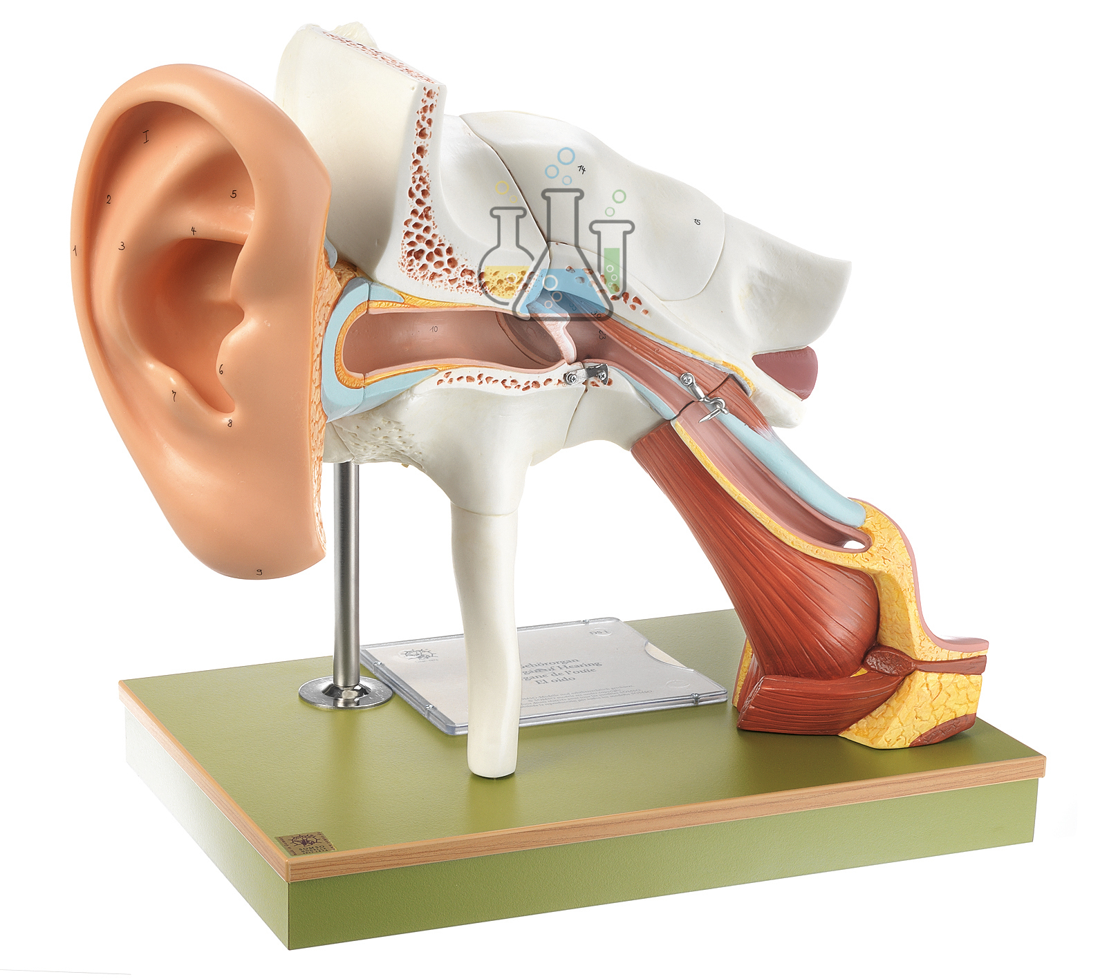 Auditory Organ With Auricle Model